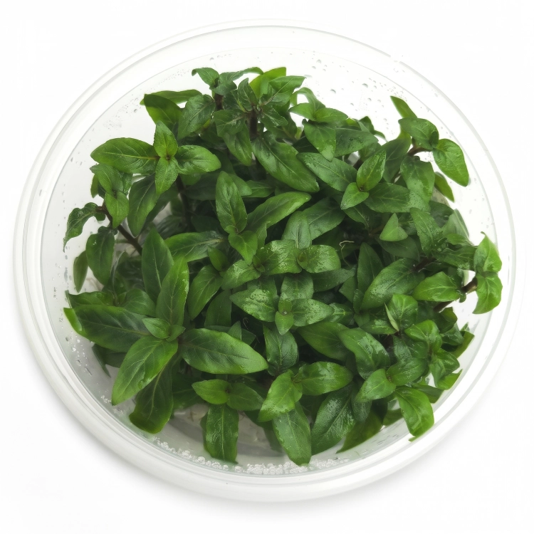 REPENS.jpg