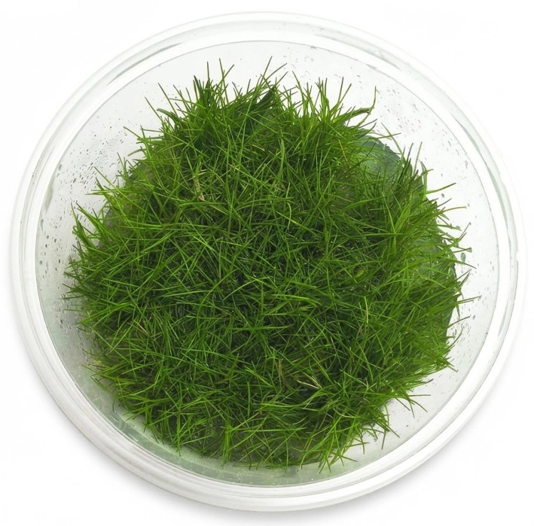 PARVULA.jpg