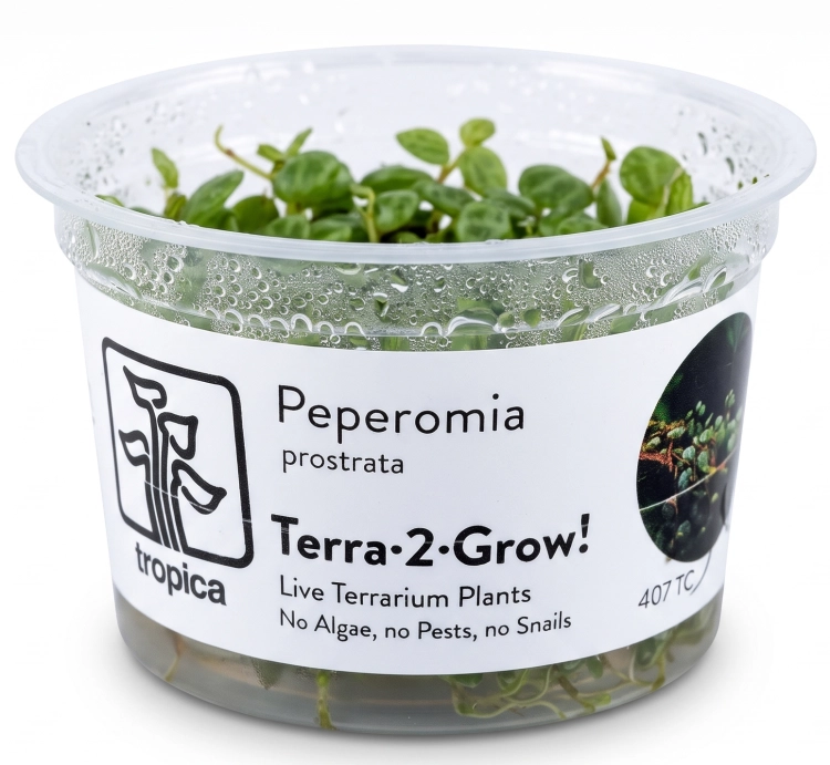 peperomia (3).jpg