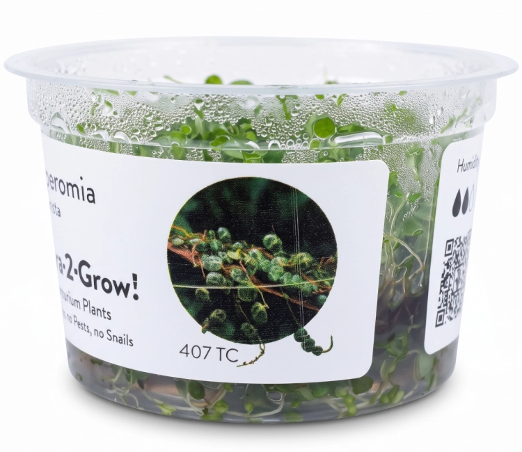 peperomia (1).jpg