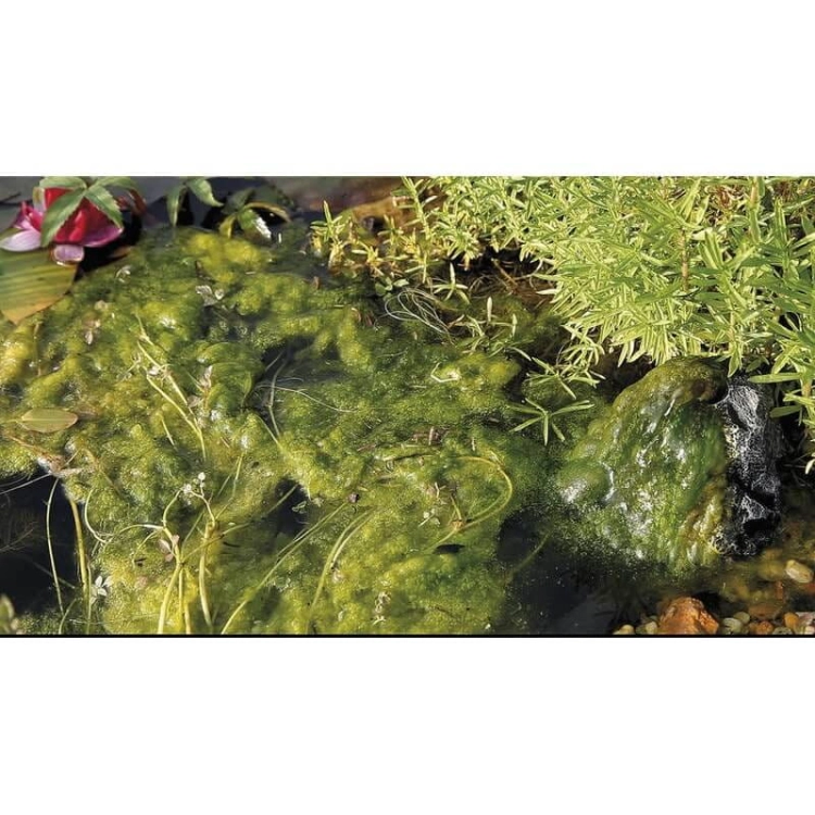 Oase AquaActiv Algo Direct 5L Usuwa glony nitkowate