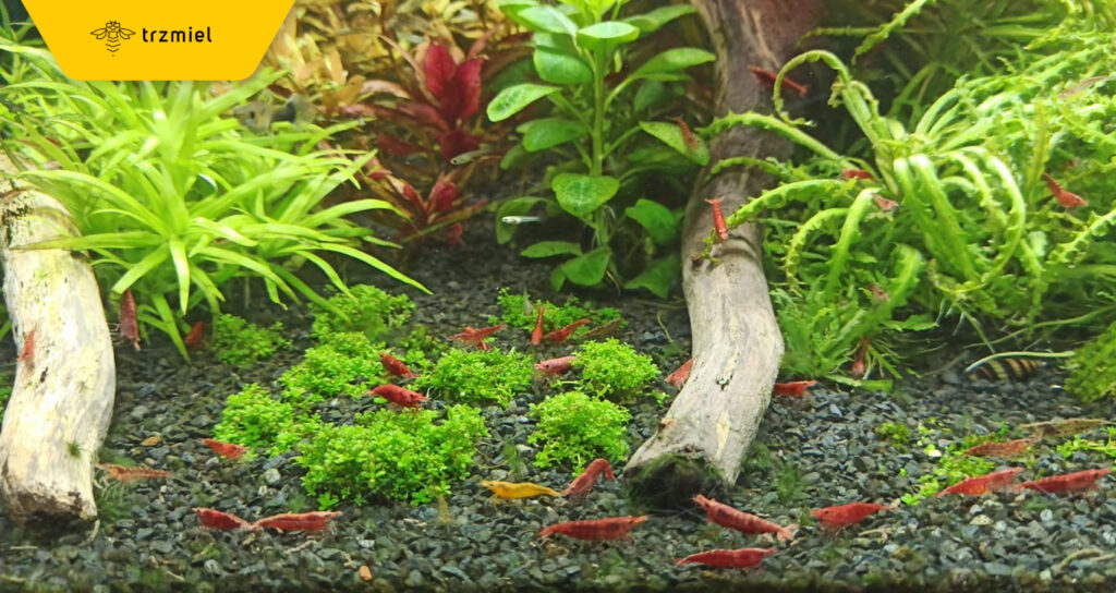 Krewetkarium to prawdziwa ozdoba wnętrza.
Fot. Ela Grim