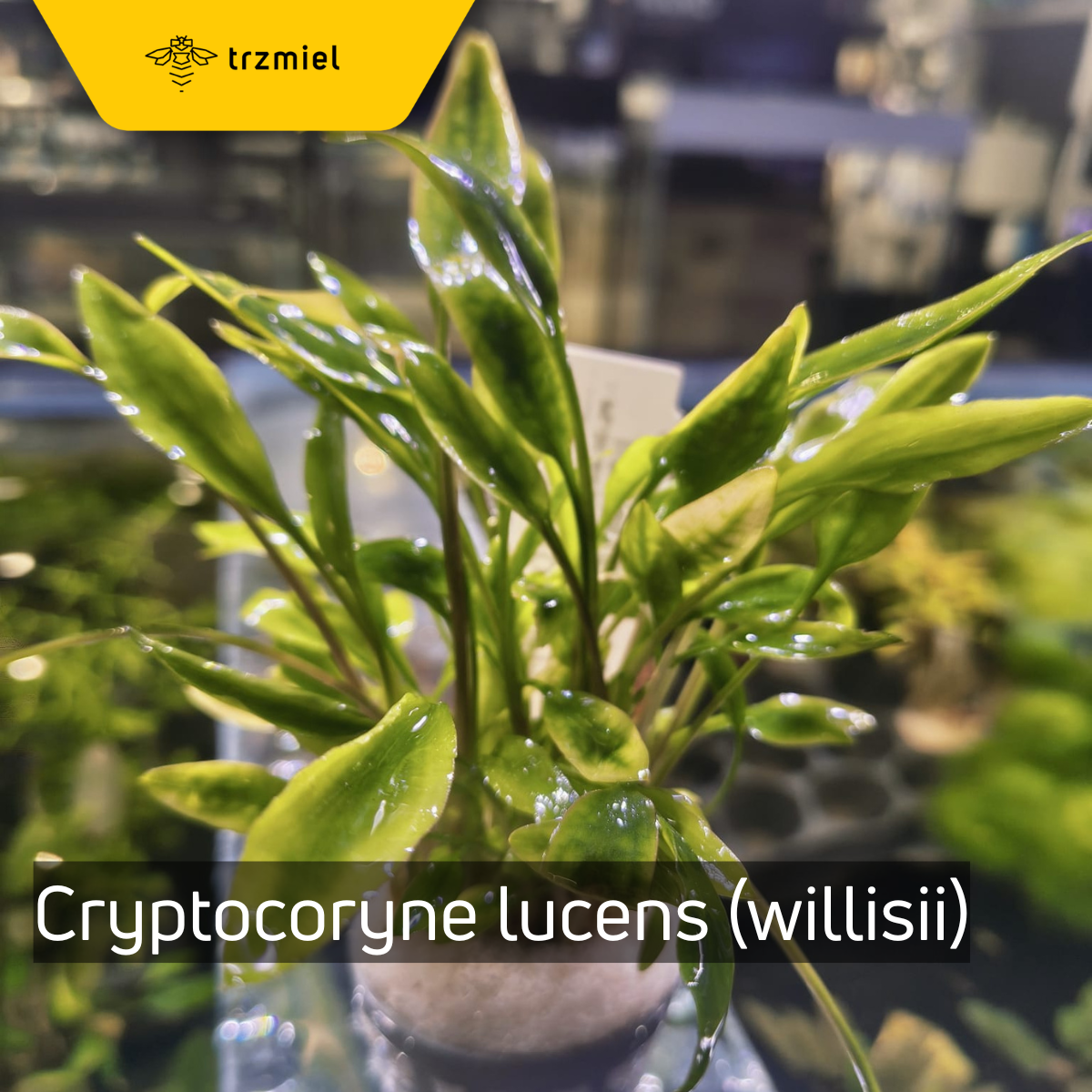 Cryptocoryne lucens (willisii)