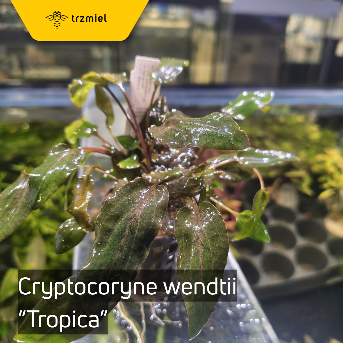 Cryptocoryne wendtii "Tropica"