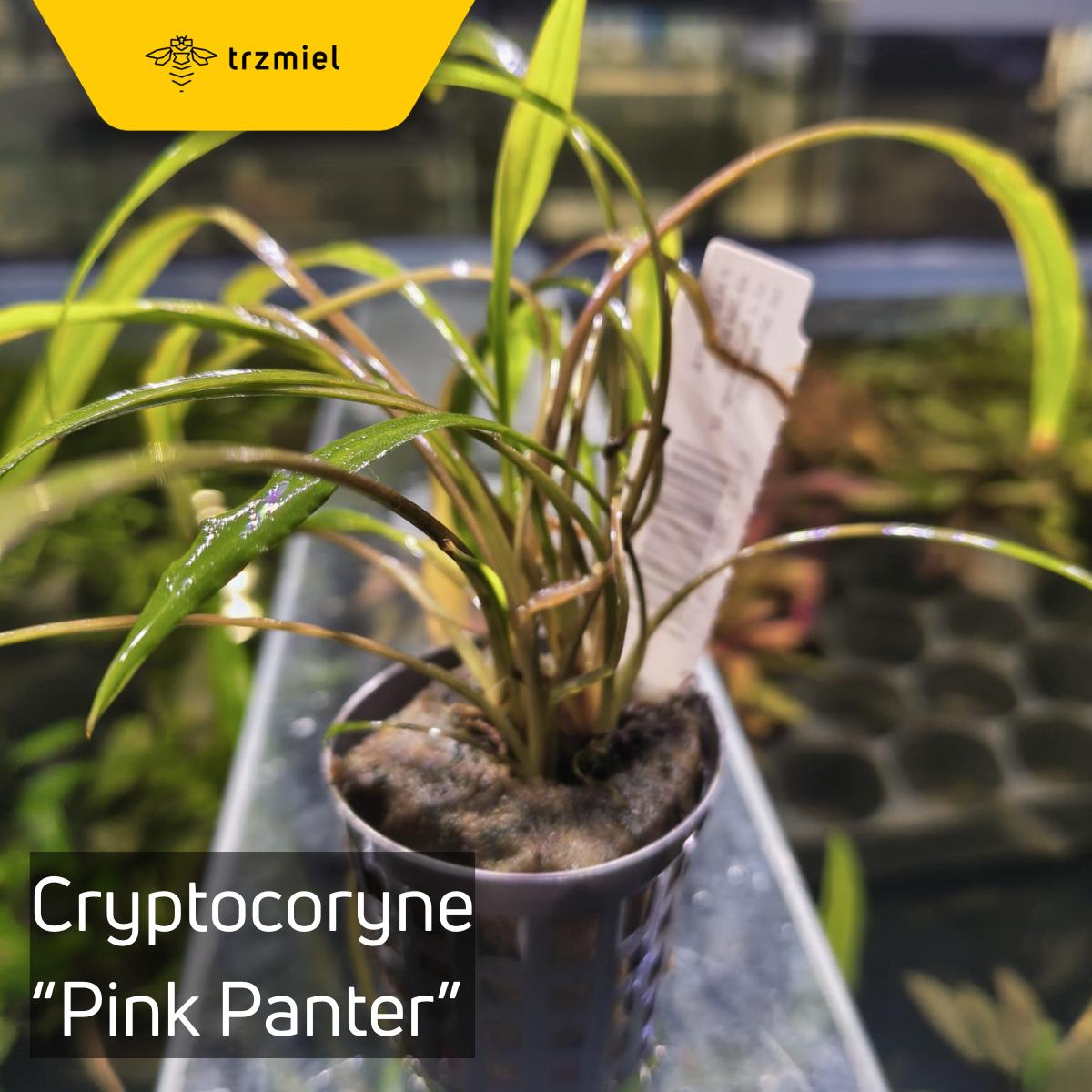 Cryptocoryne "Pink Panter"