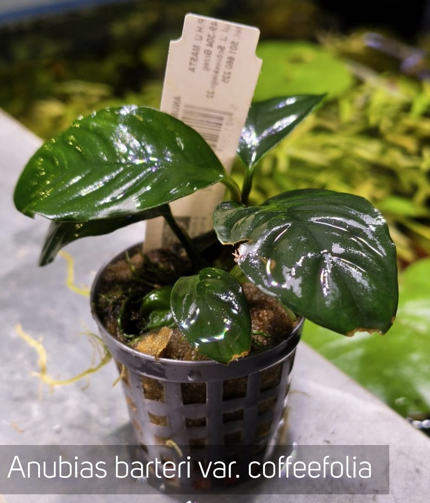 Anubias barteri var. coffeefolia