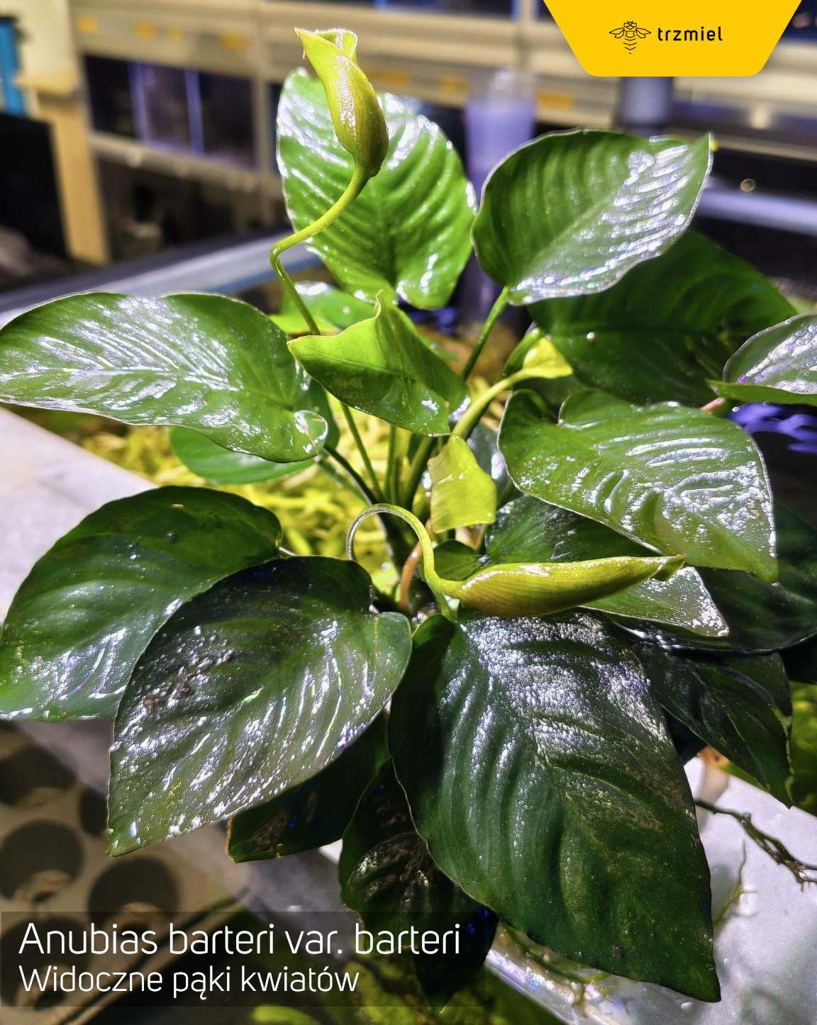 Anubias barteri var. barteri