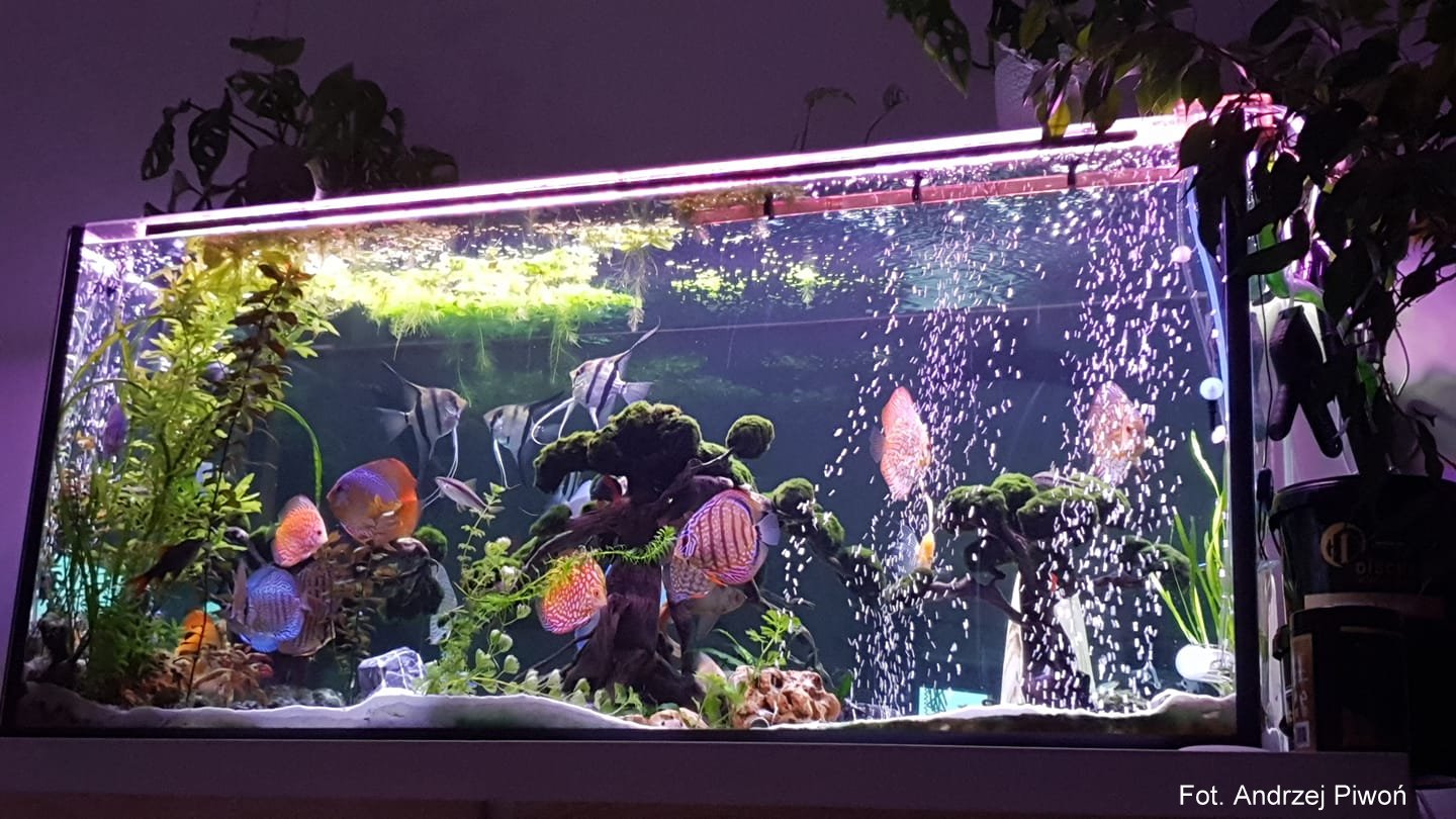 Jak napowietrzać akwarium ?