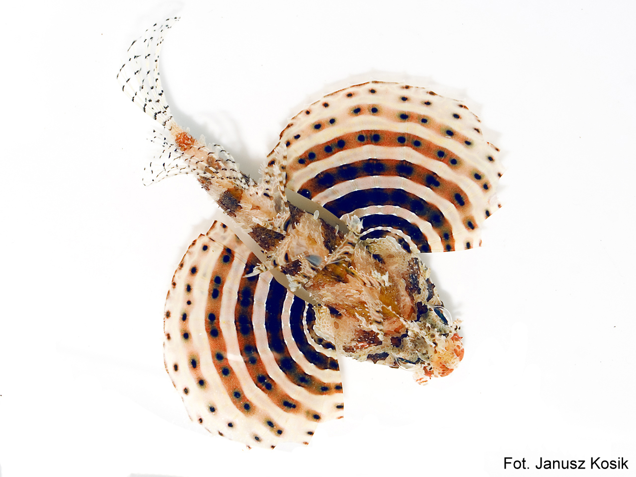 Najpopularniejsze gatunki ryb do akwarium morskiego